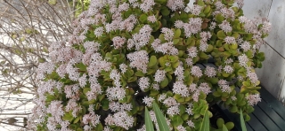 Photo_user_9057a03f5ea04dd255a2a5d1d1447479486e68aae039